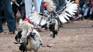 Situs Judi Sabung Ayam Online Resmi Deposit Termurah